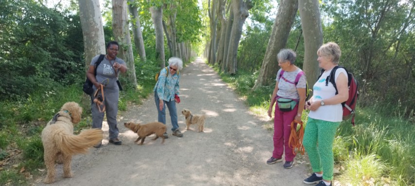 17. doggy walk Small